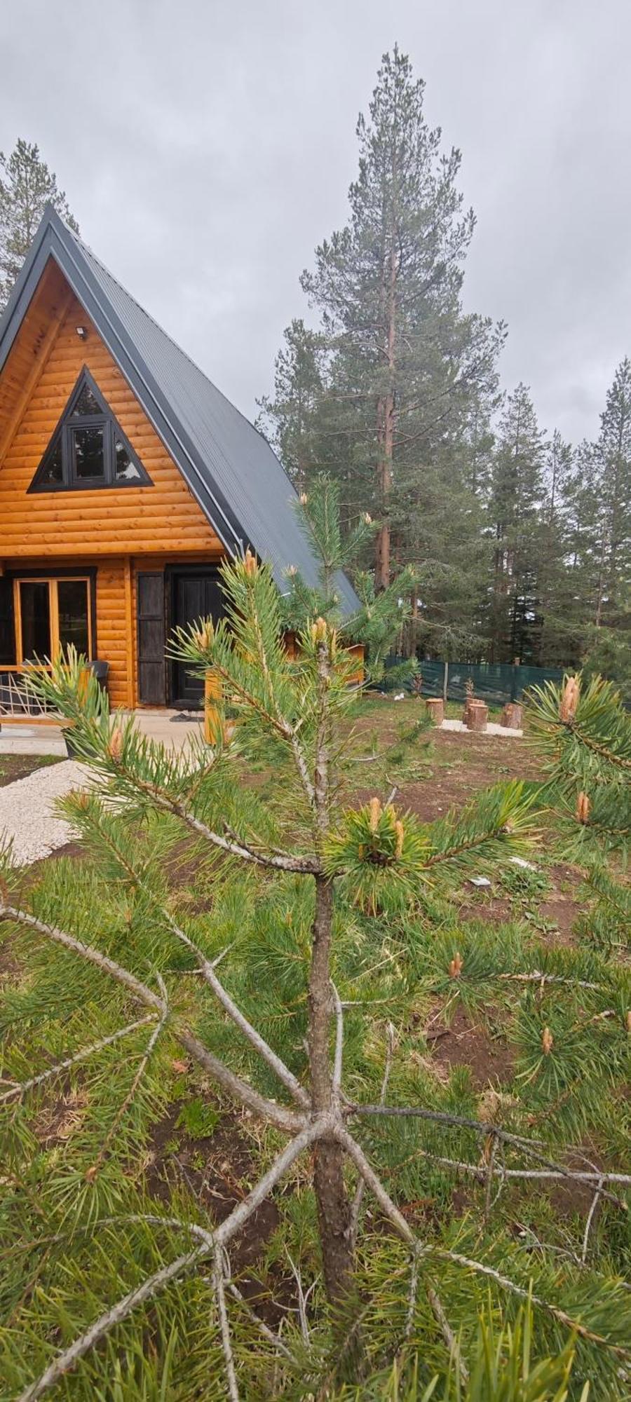 Pine Forest-White ชาเบลียค ภายนอก รูปภาพ